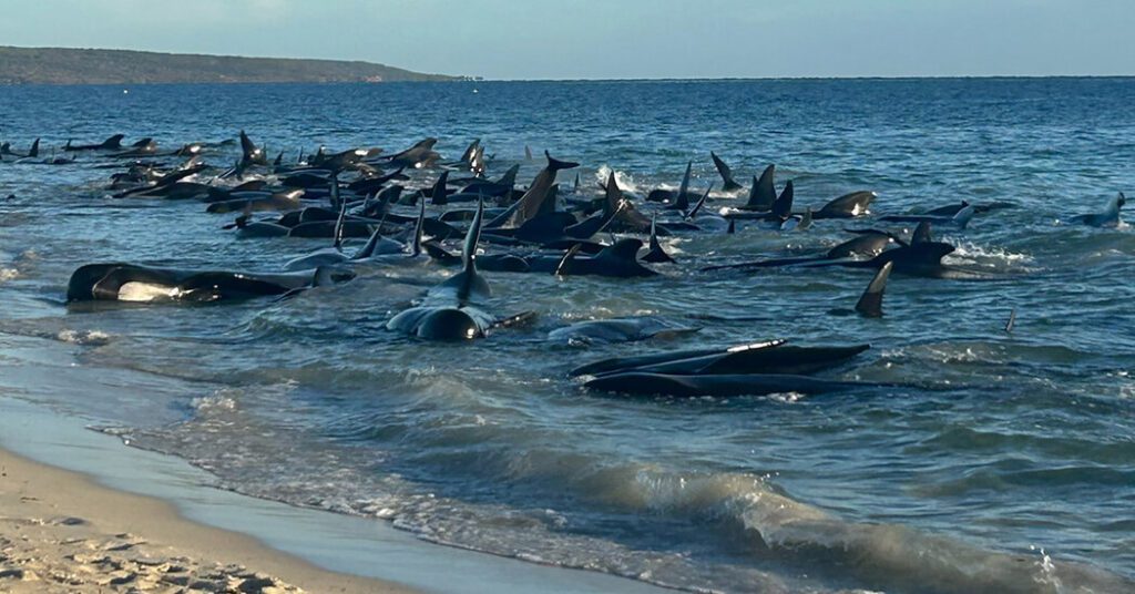 100 Pilot Whales Rescued After Mass Stranding In Australia
