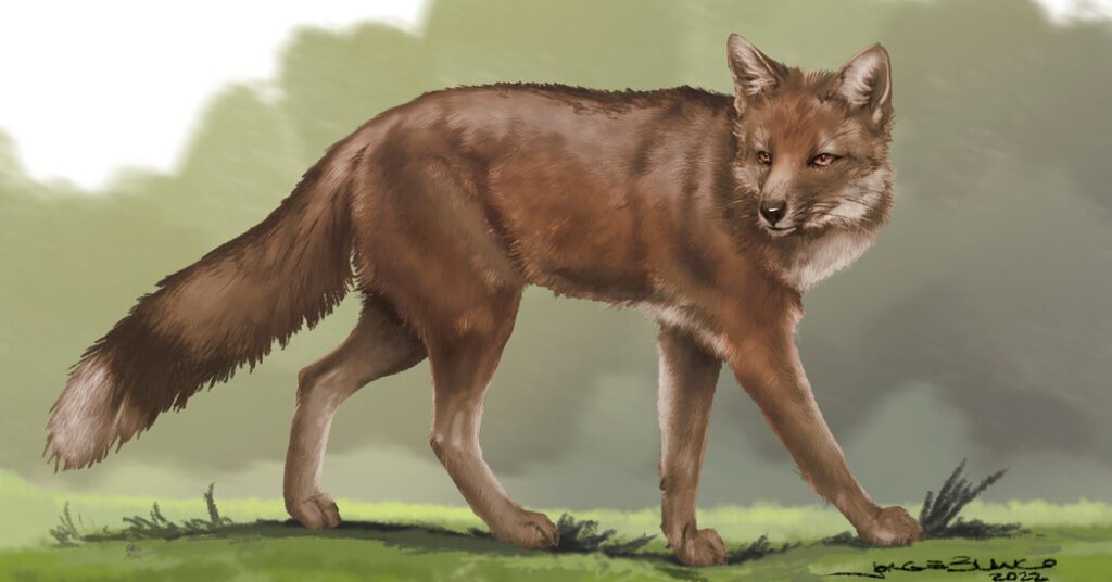 Ancient Foxes Lived And Died With Humans.