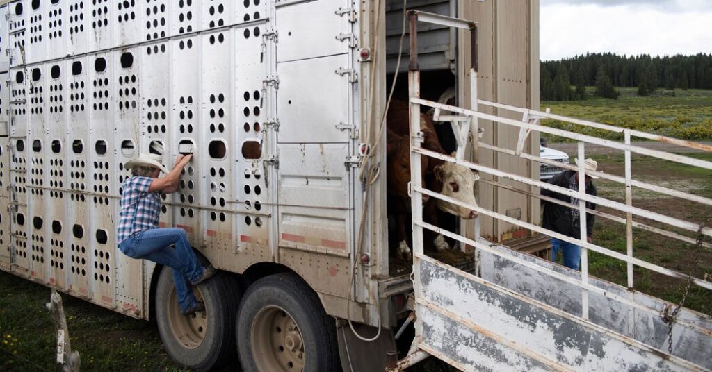 Avian Influenza Testing Will Be Required For Dairy Cows Transported