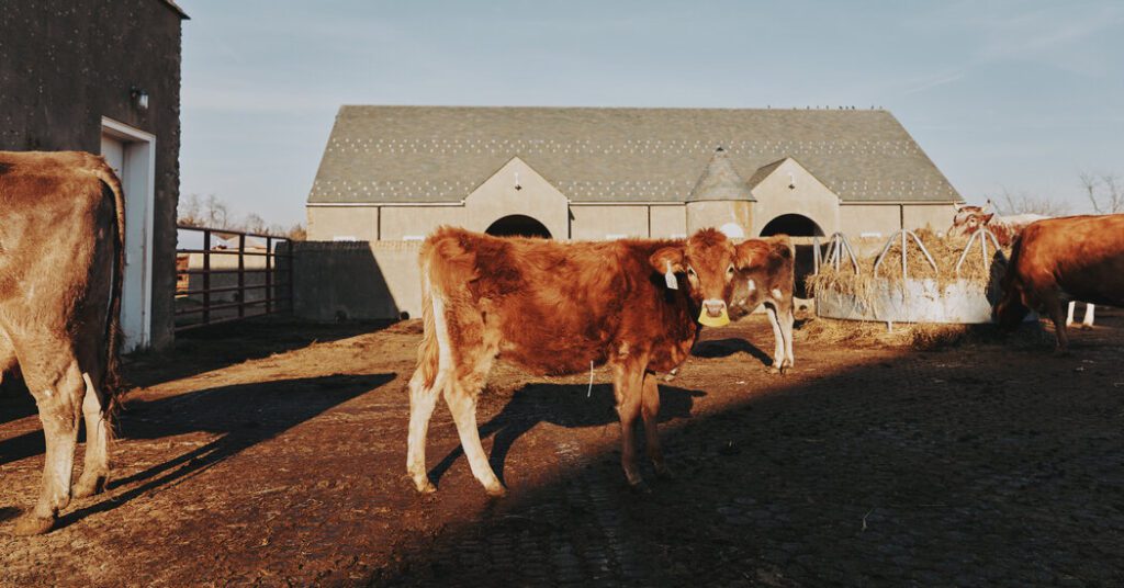 Bird Flu Infected After Contact With Cows In Texas