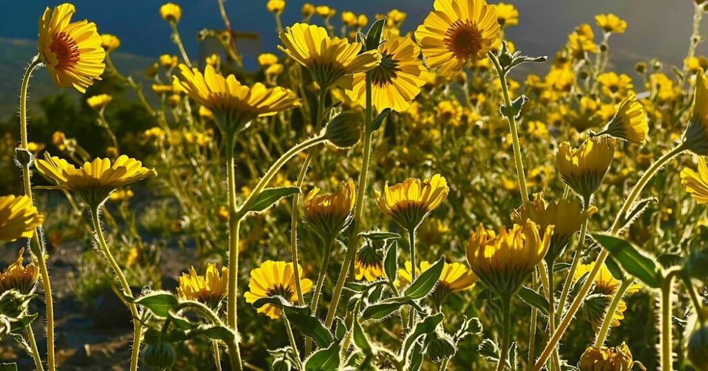 California Is Blooming Again