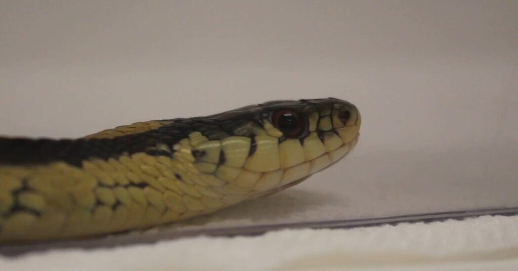 How Do Snakes Use Their Sense Of Smell?