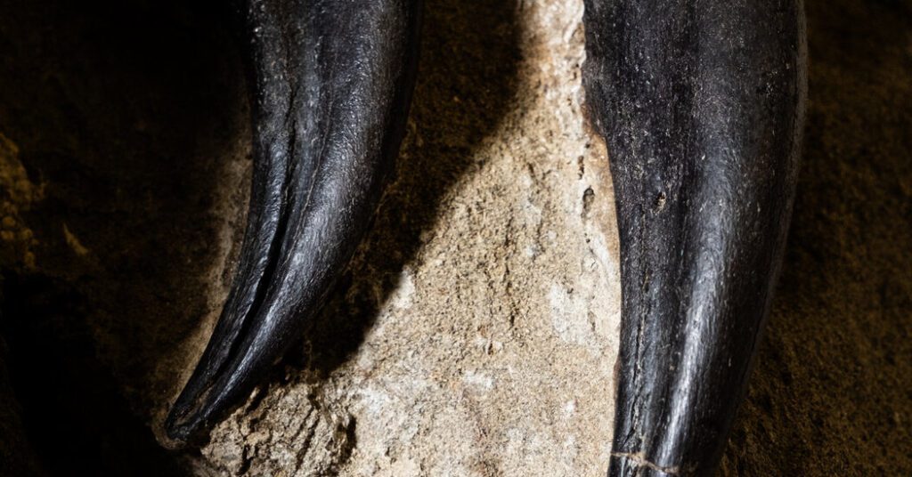 North Carolina Museum Hopes Fossils Will Solve Dinosaur Mysteries
