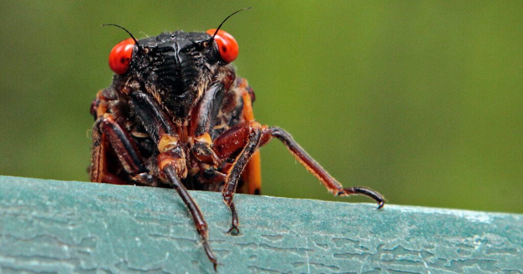 There Are Up To 1 Trillion Cicadas In The U.s.