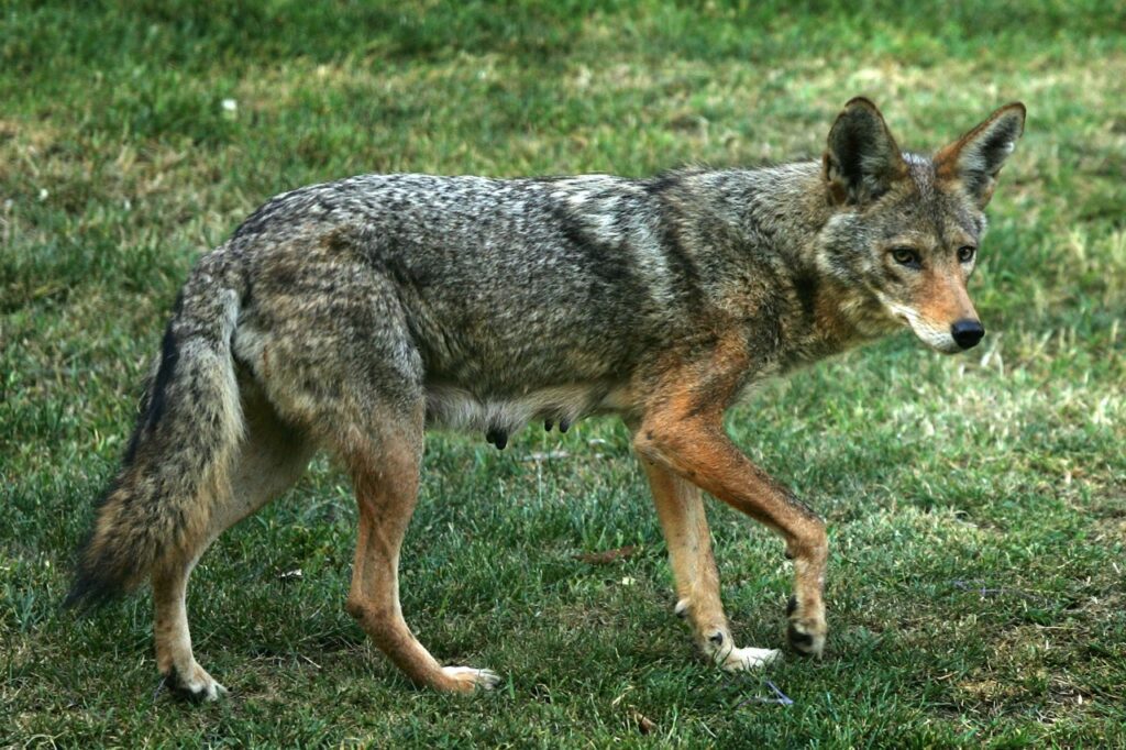 Uwharrie National Forest Ranger Reports Coyote Attack