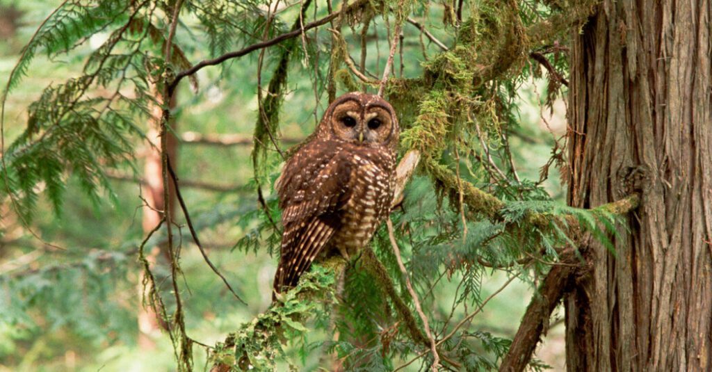 You Shoot Owls In California, Right?
