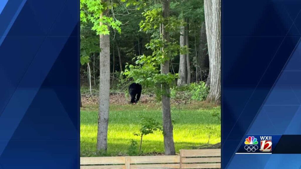 A Mebbane Resident Spotted The Bear Near South Third Street.