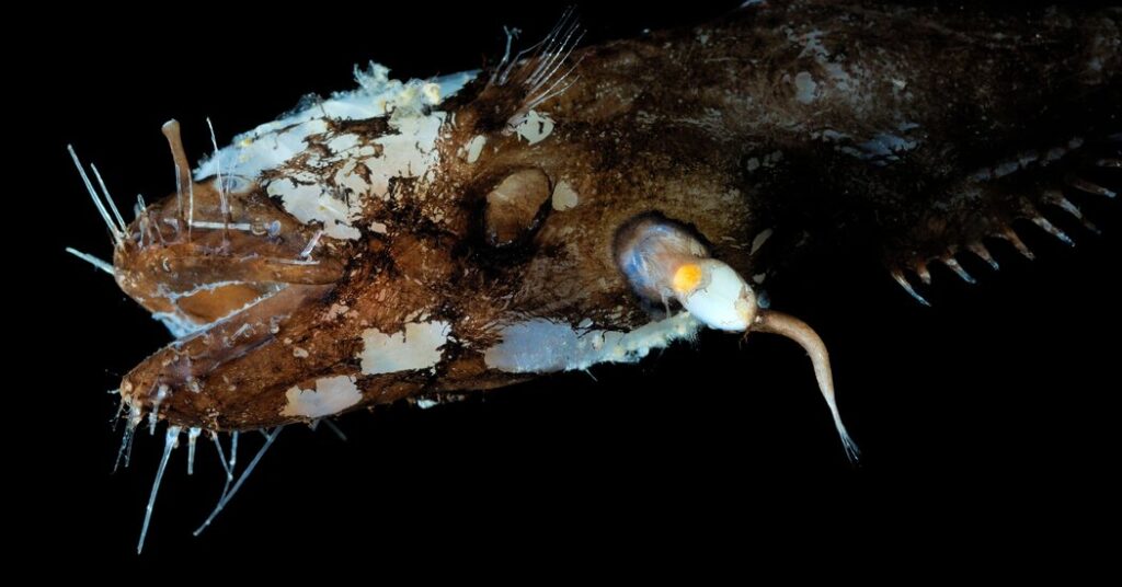 Anglerfish Conquers Deep Seas With Unconventional Sex