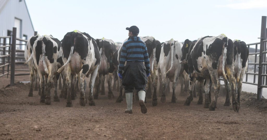 Bird Flu Infects Third Us Farm Worker