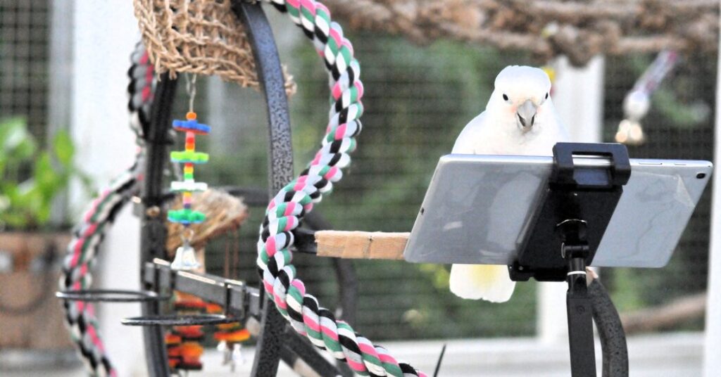 Can Parrots Talk? Polly Says That's The Wrong Question.