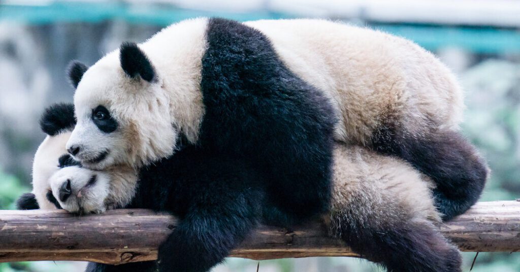 China Announces Giant Pandas Will Return To San Diego