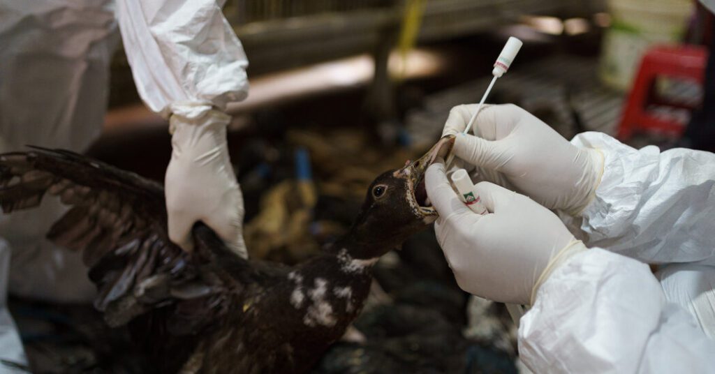 Disease Detectives Protecting The World From Bird Flu