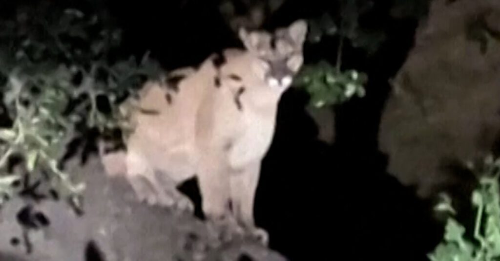 Does Los Angeles Celebrity Big Cat P 22 Have A Successor?