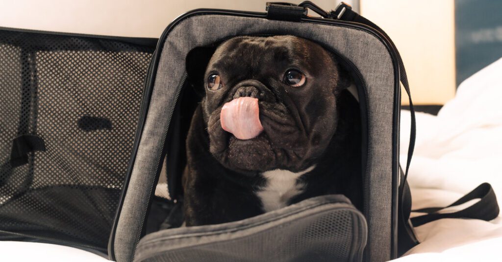 How Do Attendees Of The Westminster Dog Show Travel To