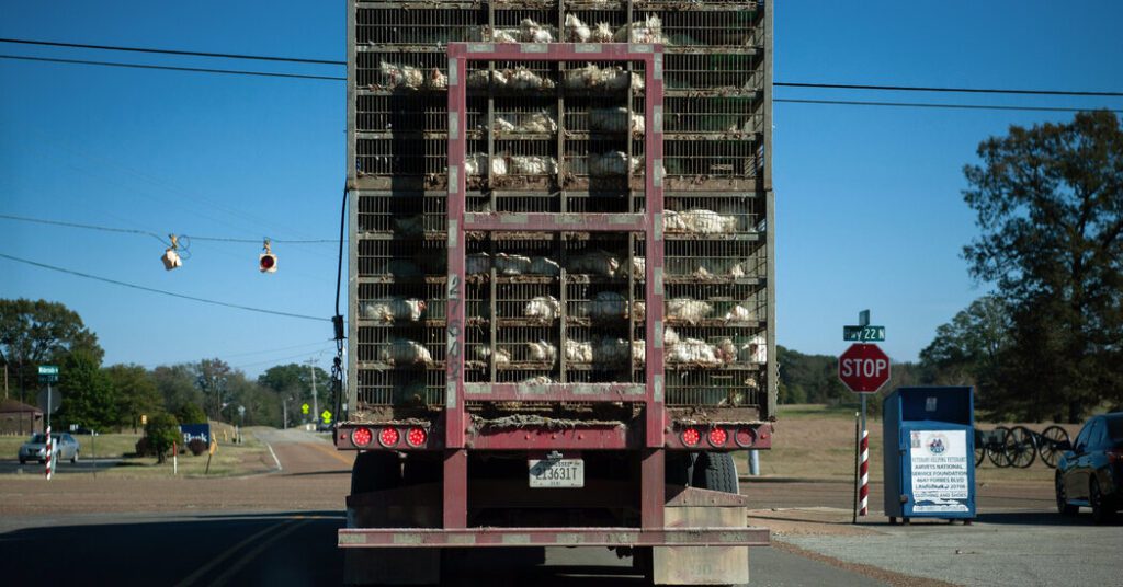 Livestock Is Transported All Over The Country. So Are Their