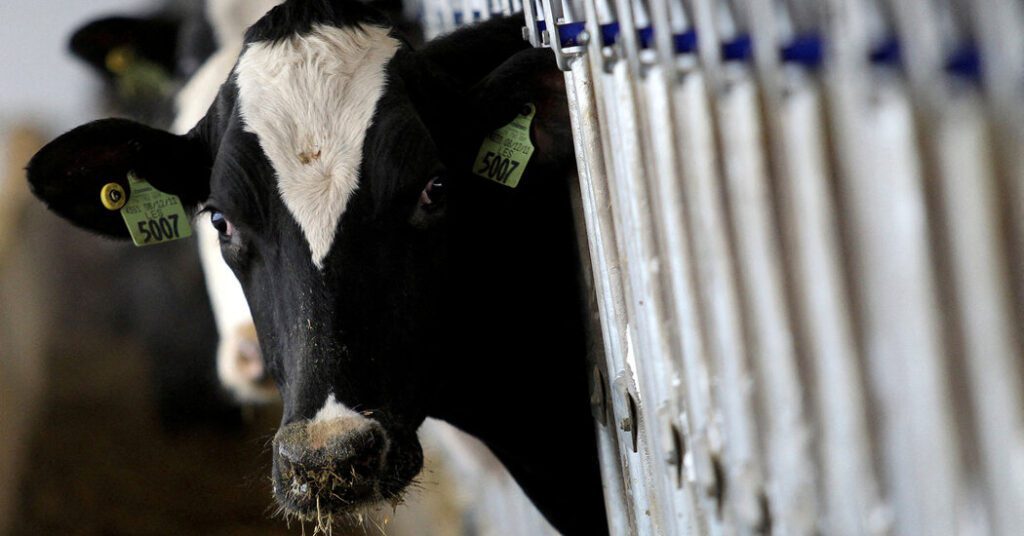 Meat Tissue From Sick Cows Tests Positive For Avian Influenza