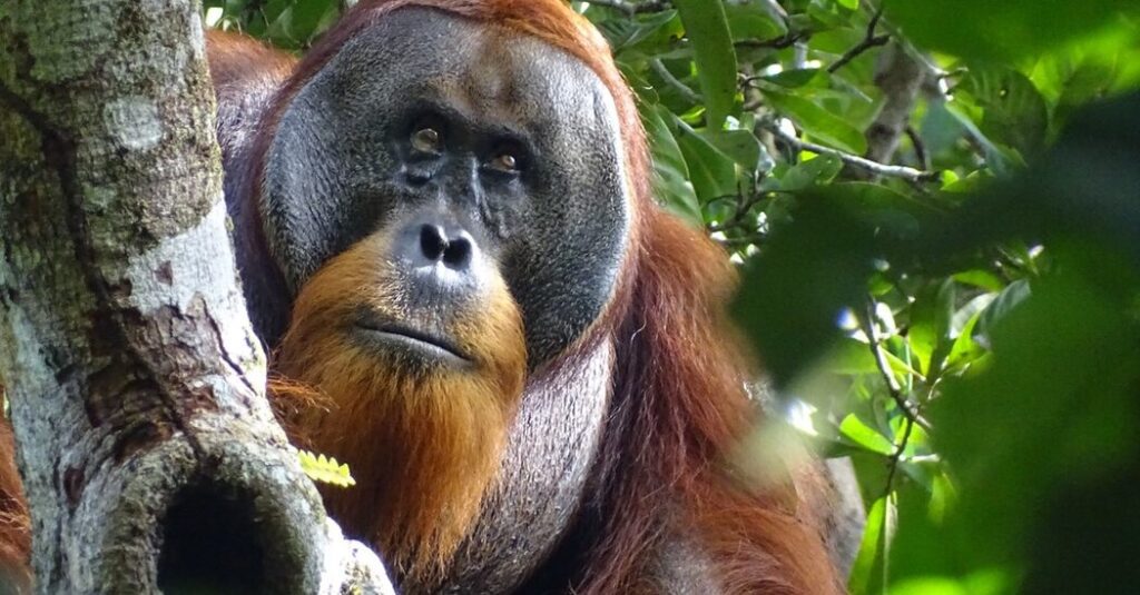 Orangutan Heals Facial Wounds With Medicinal Plants