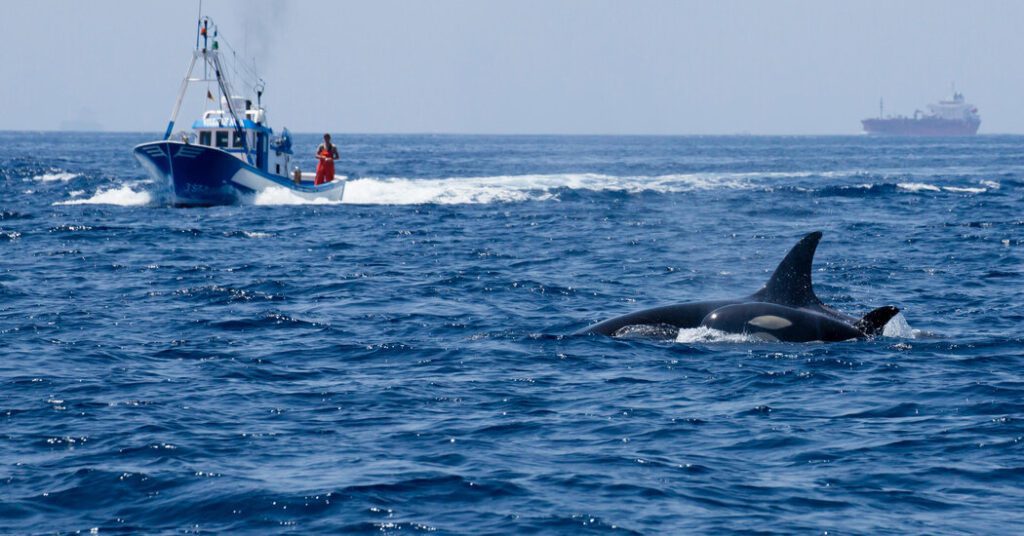 Orcas Sink Another Ship Near Iberia, Worrying Sailors Before Summer