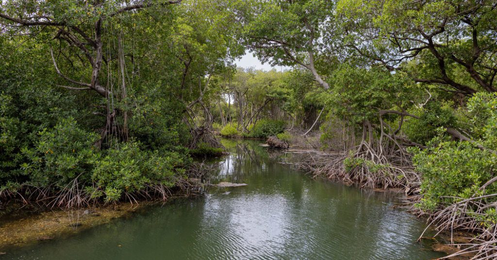 The Caribbean Mangroves Attract Tourists Seeking Wildlife And Tranquility.