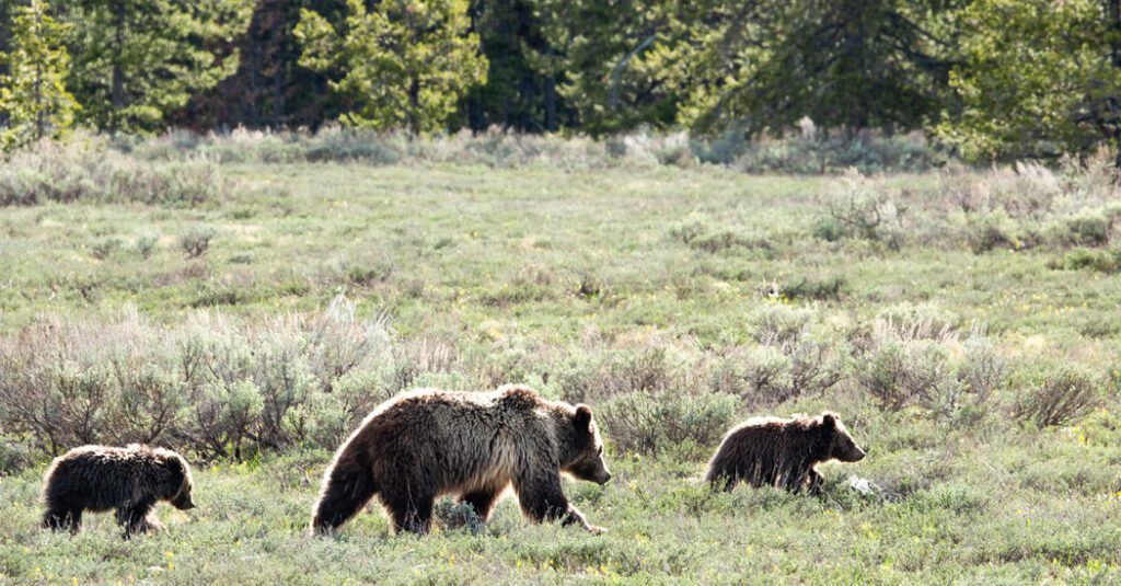Veteran Describes Grizzly Bear Attack As 'most Violent' Experience