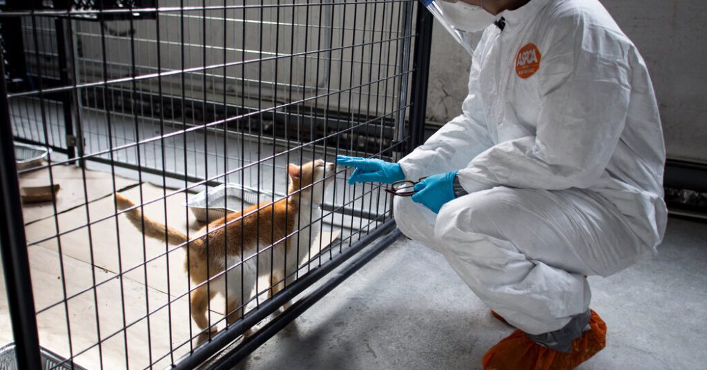 Bird Flu Is Infecting Cats (and Occasionally Dogs). Here's What