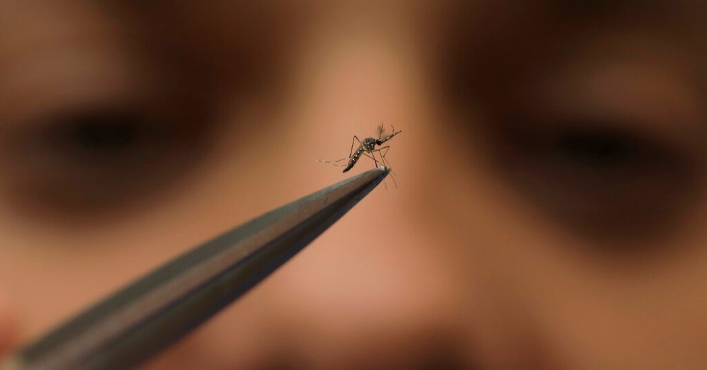 Cdc Warns Doctors As Dengue Virus Spreads To New Areas