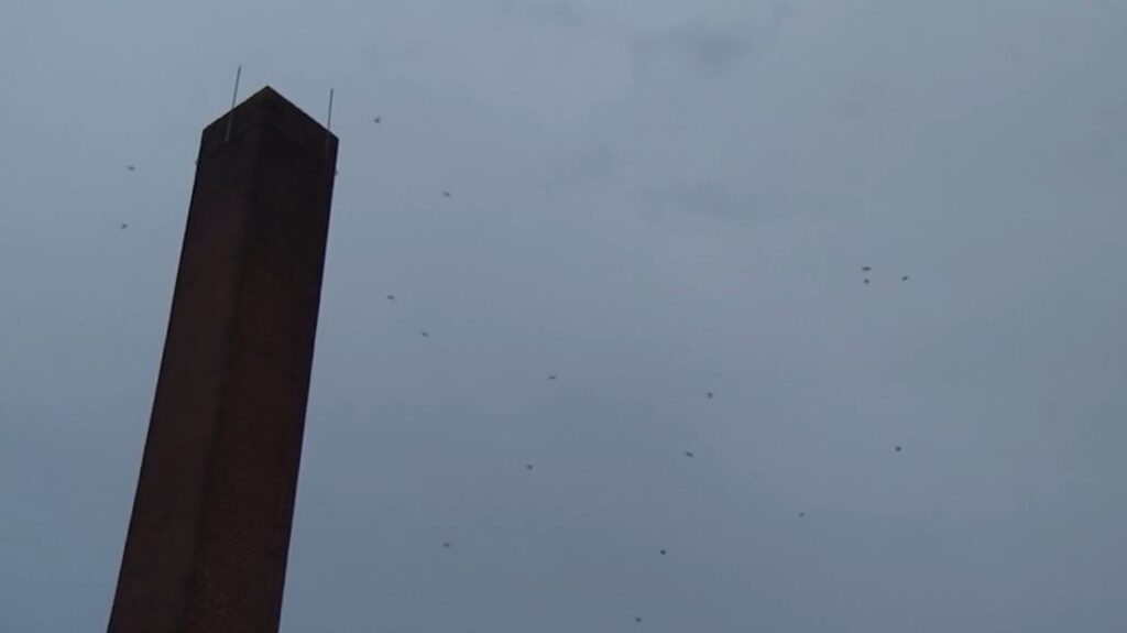 Chimney Swifts Could Delay Demolition Of North Carolina School