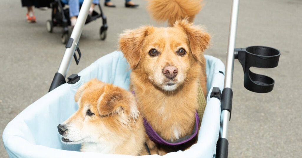 Do we love our pets to death? Do We Love Our Pets To Death?