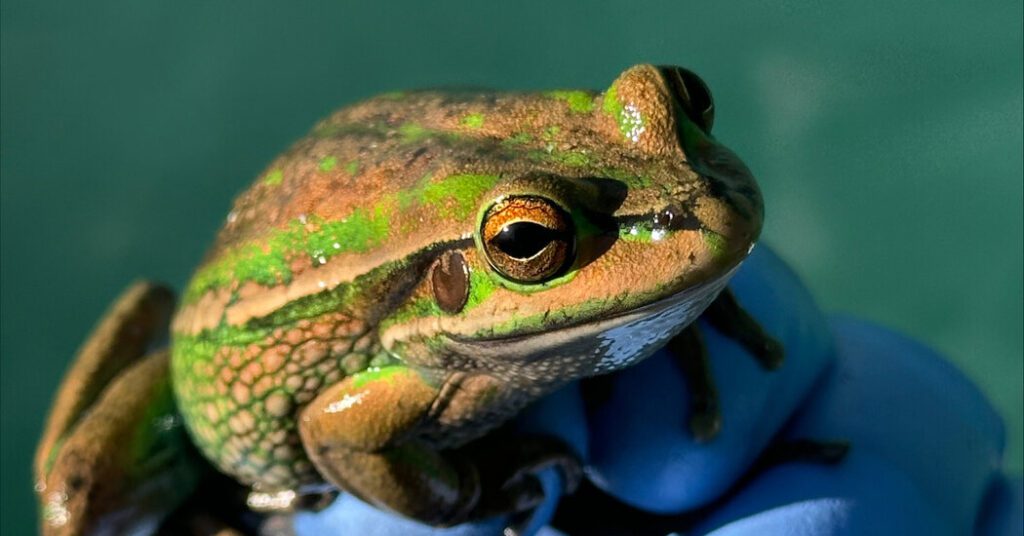 Giving Frogs A Sauna May Help Them Fight Off Deadly