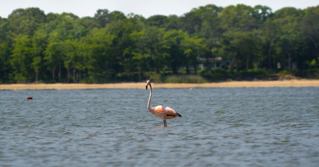 Hamptons Flamingo The New York Times