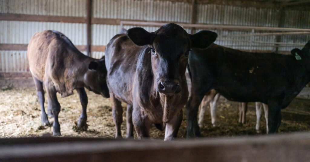 How Does Bird Flu Spread In Cows? Experiment Produces "good