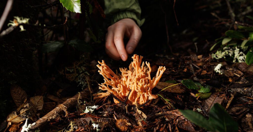 Mushroom Hunters Don't Just Discover Mysterious Fungi