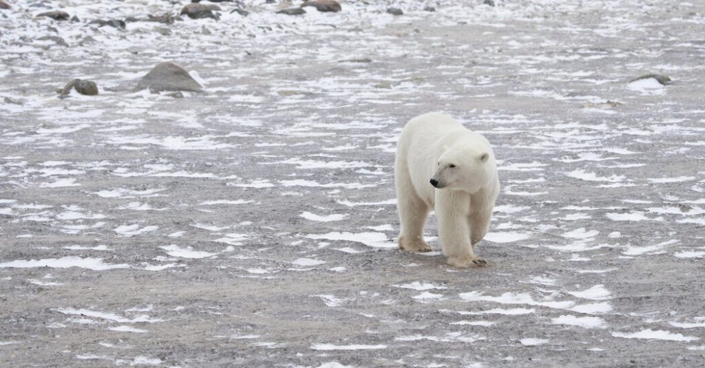 Polar Bears Could Become Extinct If The Paris Agreement Goals