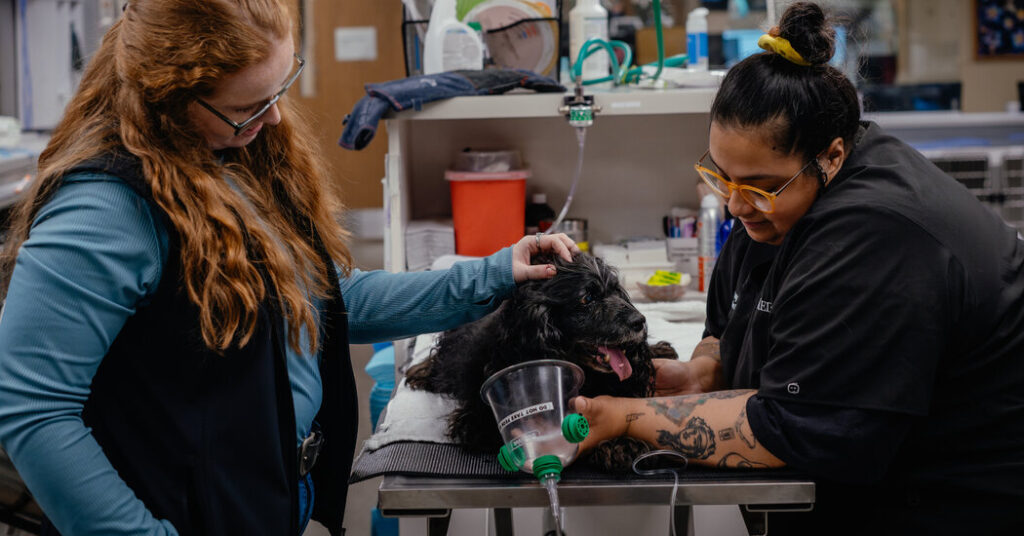 Social Workers Provide Care To Humans At Veterinary Clinics
