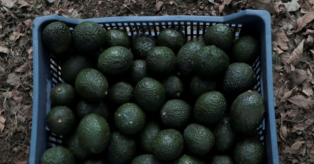 Usda Avocado Inspectors Return To Mexican Packing Plants