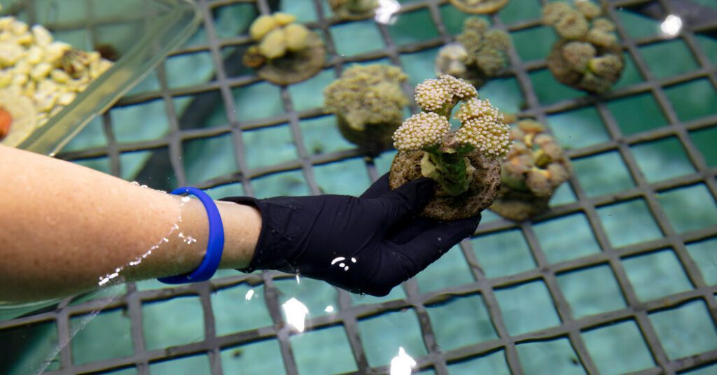 Unlikely Wildlife Being Smuggled Into U.s. Ports: Coral
