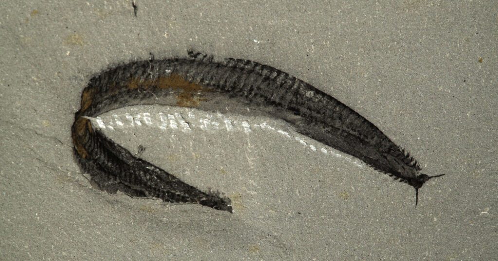 Was This Sea Creature Our Ancestor? Scientists Unravel The Truth