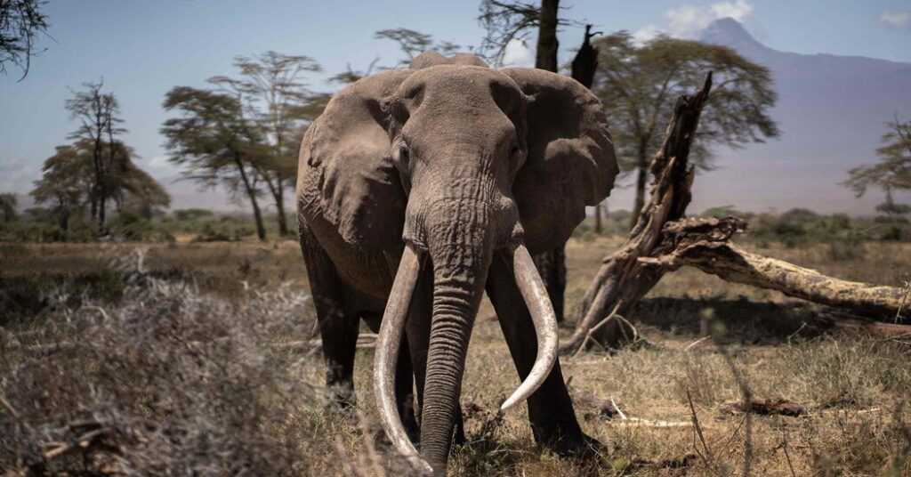 Elephant Hunting Ban Collapses On Kenya Tanzania Border