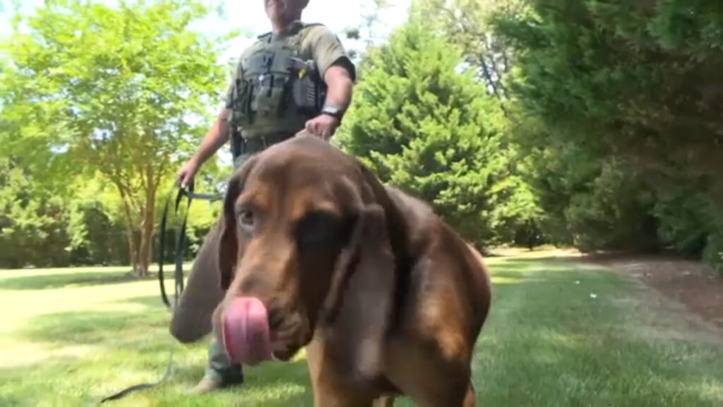 K 9 Bloodhound Remi Rescues Lost North Carolina Child And Returns