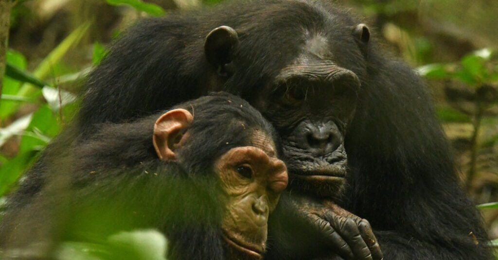 Chimpanzee Mother And Daughter Share A Special Sign