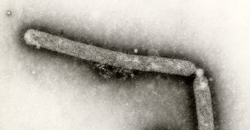 First U.S. bird flu death reported in Louisiana First U.s. Bird Flu Death Reported In Louisiana