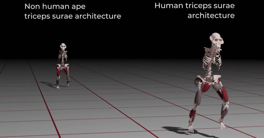 Please see Lucca Lan, 3.2 million years ago Please See Lucca Lan, 3.2 Million Years Ago