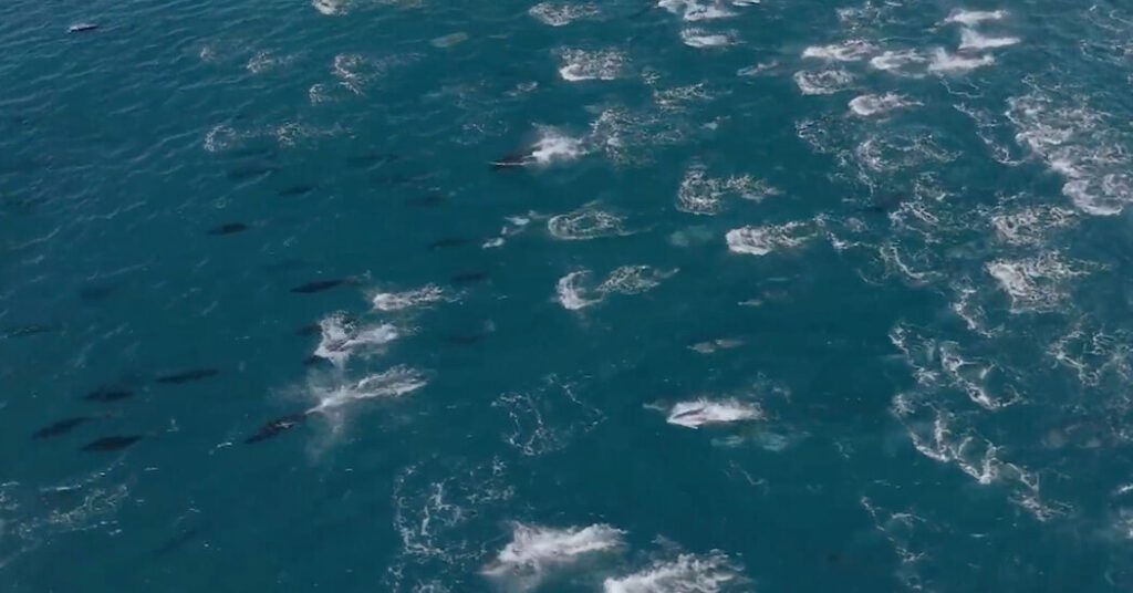Boat Crews Find Thousands Of Dolphins In The Gulf Of