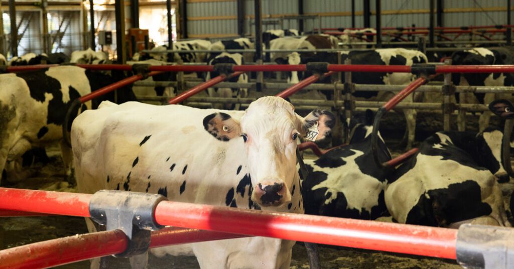 Cows Are Infected With The Second Shaped Bird Flu