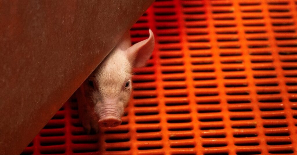 FDA approves research on pork organs in kidney patients Fda Approves Research On Pork Organs In Kidney Patients