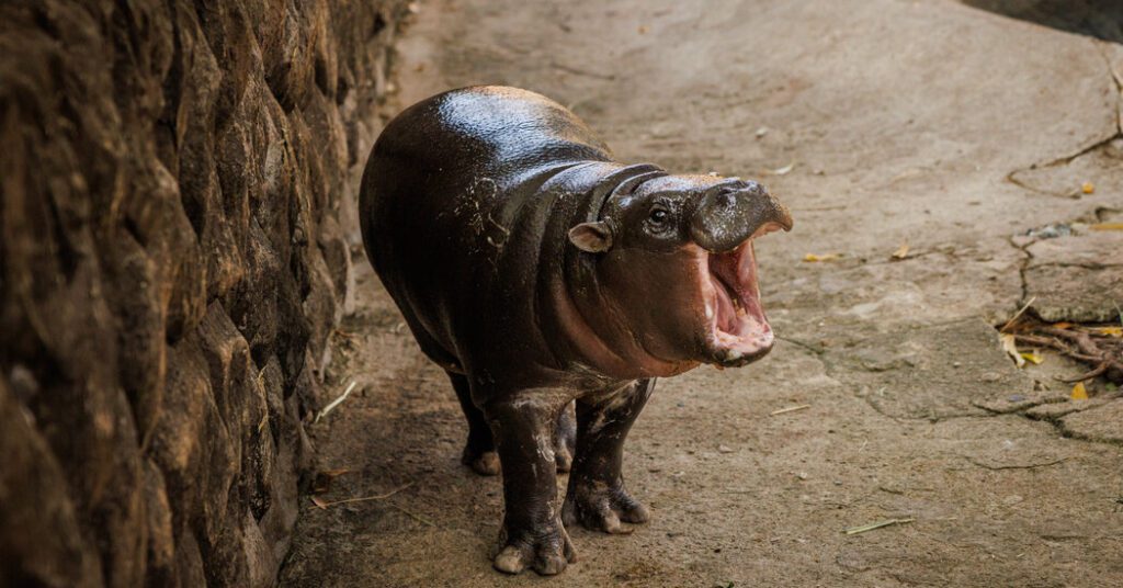 Mu Den, A Hippopotamus, Still Has The Power Of The