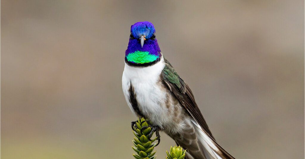 The First Hummingbird Found