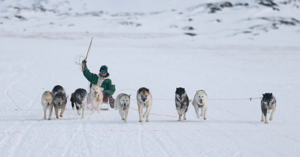 Avannata Qimussersua, Greenland's main dog threading race, finds unpleasant spotlights Avannata qimussersua, greenland's main dog threading race, finds unpleasant spotlights