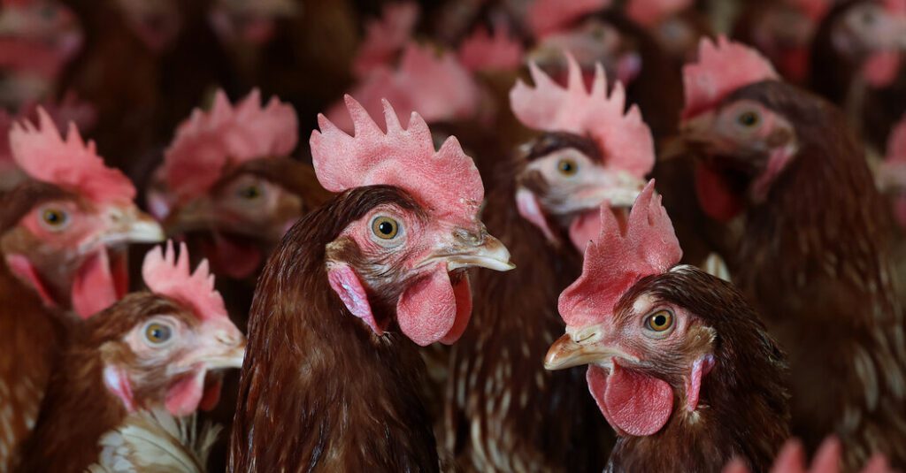Rfk jr. prescription for avian flu on the farm: spread