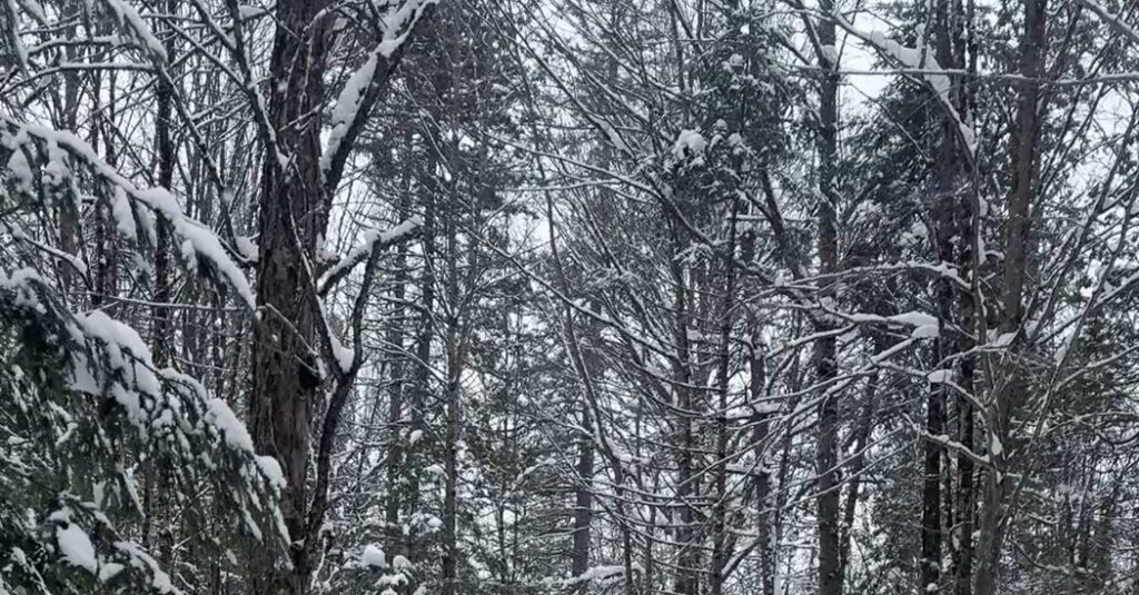 Snowey Trail, Cozy Accommodation: Skiing Through The Town From Quebec